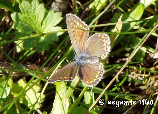 Foto vom Weibchen des gemeinen Bläulings Polyommatus icarus